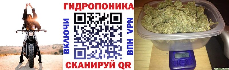 Конопля гибрид Струнино